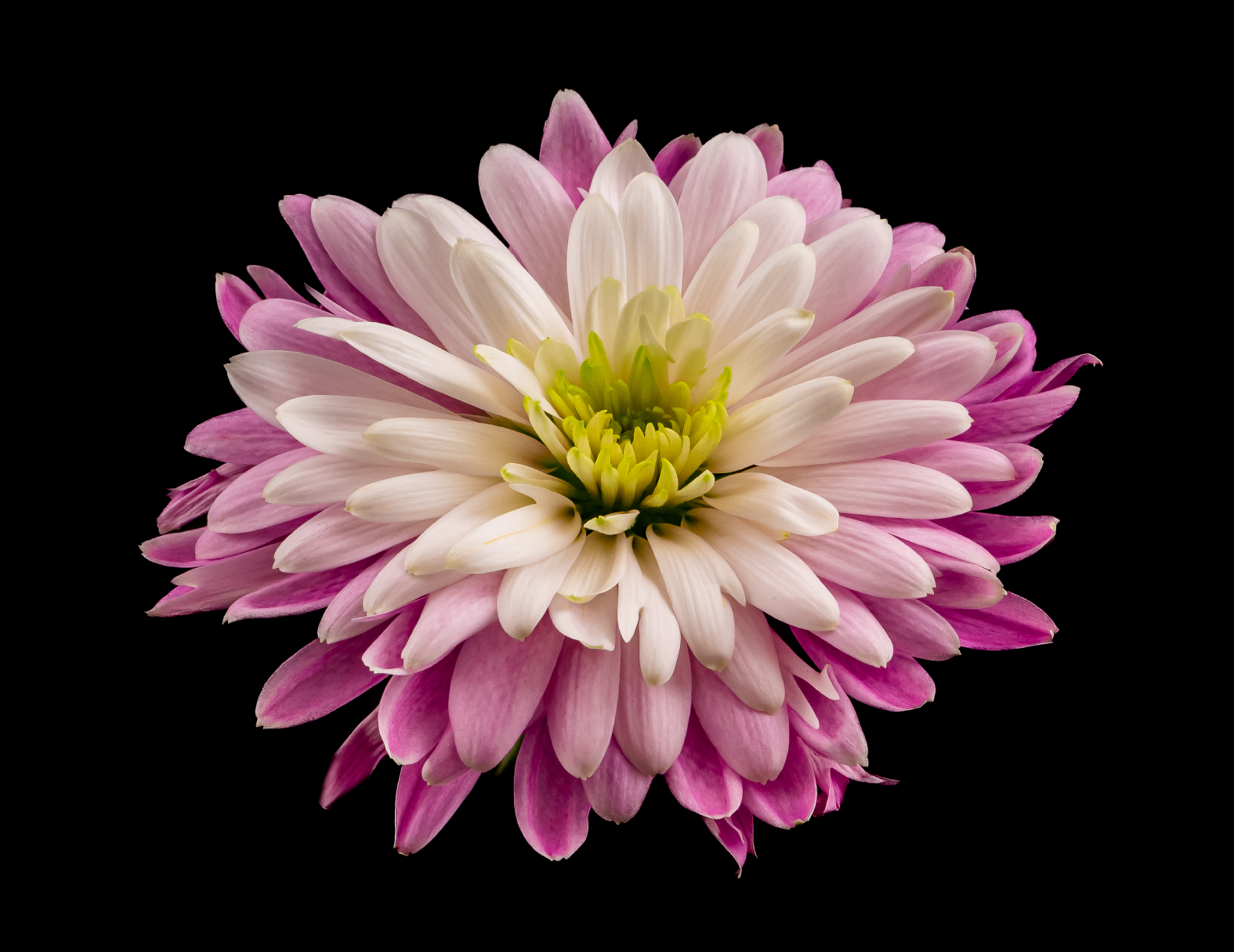 Seth Lieberman photo